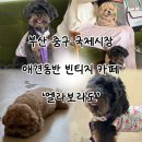국제시장 | [내돈내먹]부산 중구 국제시장 애견동반 빈티지 카페 ‘엘라보라도’