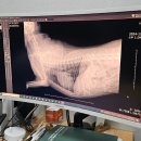 콩닥 동물병원 | 서울 마포구 강아지 기본 건강검진 콩닥동물병원 솔직 후기 | 비용, 시간, 시기, 항목