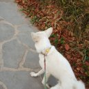 서천레스피아공원 이미지