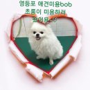 초롱이 애견 미용샵 이미지