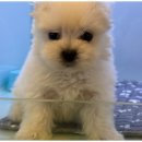 도그마루 고양이 강아지 무료분양 이미지