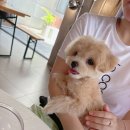 멍플러피 이미지