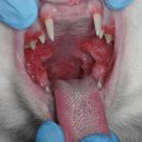 박물관옆동물병원 이미지