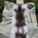 다원의전