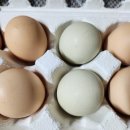 송광건강식품