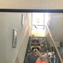 꼬망이펫샵 이미지