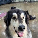 퍼피스카우트 이미지