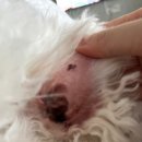 닥터강동물병원 이미지