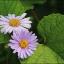 중한치경로당 Daum카페