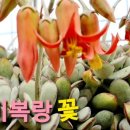 꽃나비다육이랑