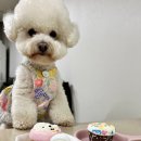 마닐마닐 이미지