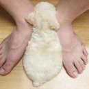 스마일플러스동물병원 이미지