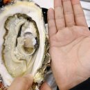 끄트머리집 | 노량진 굴찜 초장집 끄트머리에서 굴찜하고 노량진 삼배체굴 먹고 온 후기