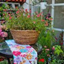 에버그린 플라워 이미지