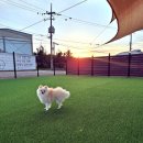 강아지 마을회관 이미지