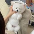 PUPPYSUN/퍼피썬 애견미용실 이미지