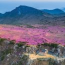 진달래화원 이미지