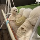 아띠멍멍 이미지