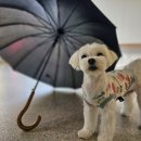 오픈독하우스 이미지