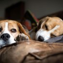 마곡나무 동물병원 이미지