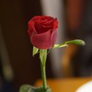 허니듀(Honey Dew) 이미지