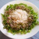 새싹의 아침 이미지