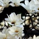 목련 노래방 이미지