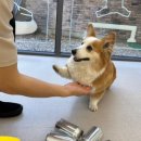 하울팟 케어클럽(분당서현점) 이미지