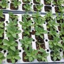 메디니스 이미지