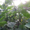 신안농장 이미지