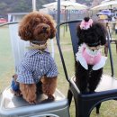 수제간식손수 이미지