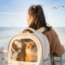 네모강아지 이미지