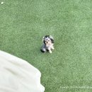 모델독켄넬 이미지