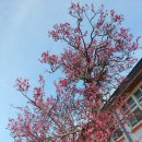 고성초등학교 이미지