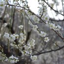 매화민박 이미지