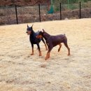 노블라인 도베르만 이미지