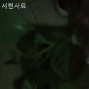 서현사료