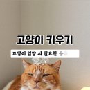 개냥이 이미지