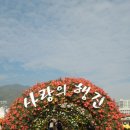 국화 옆에서 - 마산 국화 축제 이미지