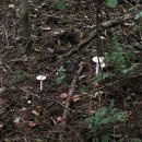 예밀농장 | [이달엔영월] 태화산 등산 : 최단코스 (feat. 카페 세심다원)