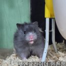 펫엔글라이더 인천점 이미지