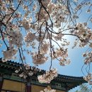 중문약천사 입구 도로변 | [제주 서귀포시] 벚꽃핀 약천사, 군산오름,원물오름