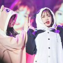 댕바라기 이미지