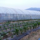 지산주유소 이미지