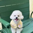 나나애견미용 | 송도 [메종드그루밍] 애견 미용 비숑 미용 강추 ! 내돈내산 후기 !