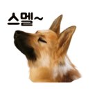 닥터호오 동물병원 이미지