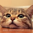 상어네 간식 이미지