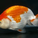 채형농장 이미지