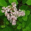 (유)정향 이미지