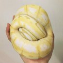 공처럼 몸을 돌돌 말아벌이는 애완뱀, Ball Python 이미지